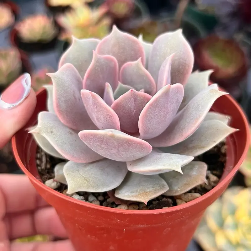Echeveria Angel Kissed Succulent – Pink Rosette / Rare Collectors Plant