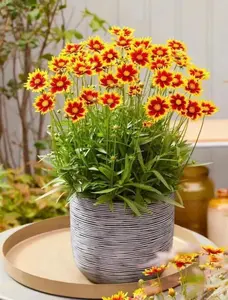 300 Pcs Tickseed Seeds – Colorful Summer Wildflowers, Easy Grow High Germination Garden Flowers for Raised Beds & Cottage Style Gardens