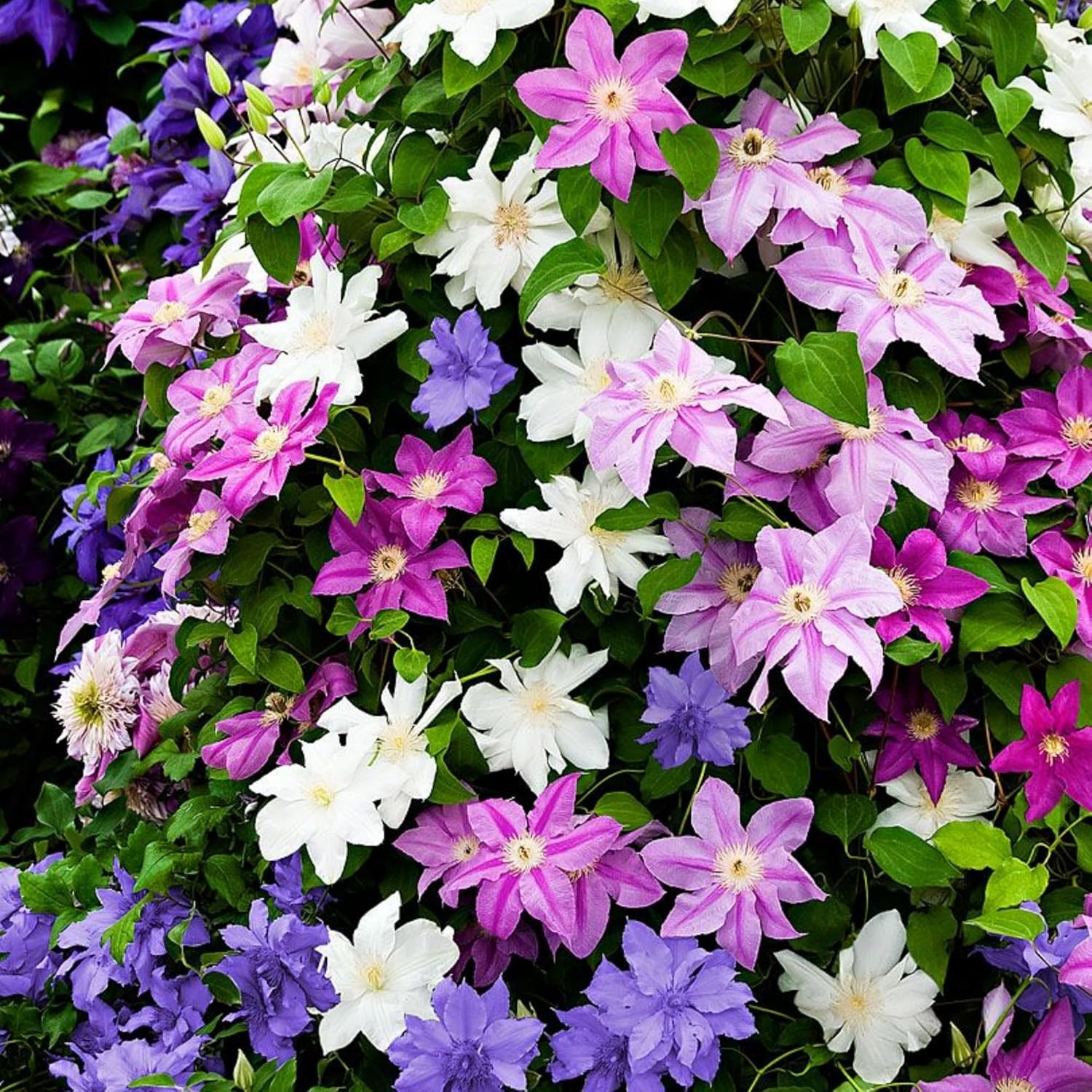 Clematis Seeds Non-GMO – Easy-to-Grow Climbing Clematis Seeds, Fragrant Colorful Flowers, Balcony & Garden Ornamental Vine, Beginner-Friendly Clematis Seeds Non-GMO – Easy-to-Grow Climbing Clematis Seeds, Fragrant Colorful Flowers, Balcony & Garden Ornamental Vine, Beginner-Friendly