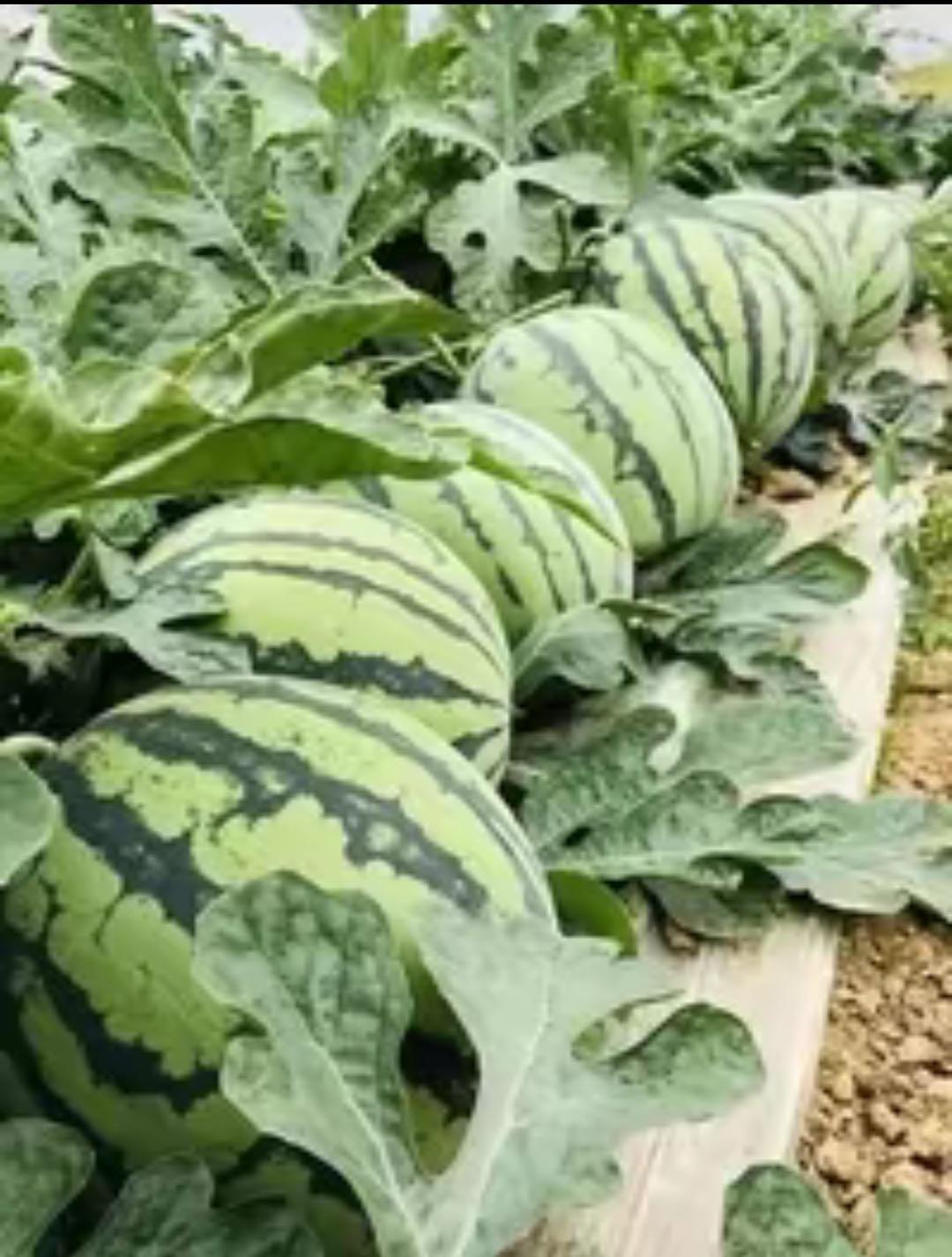 100 PCS Watermelon Seeds, Lazy Man's Watermelon, for Planting Heirloom and Non GMO, Seeded Watermelon, Nutritious, Can be Replanted Every Year