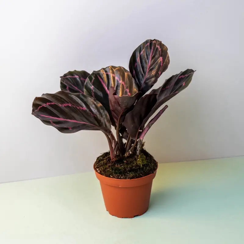 Calathea Dottie - 4 Inch