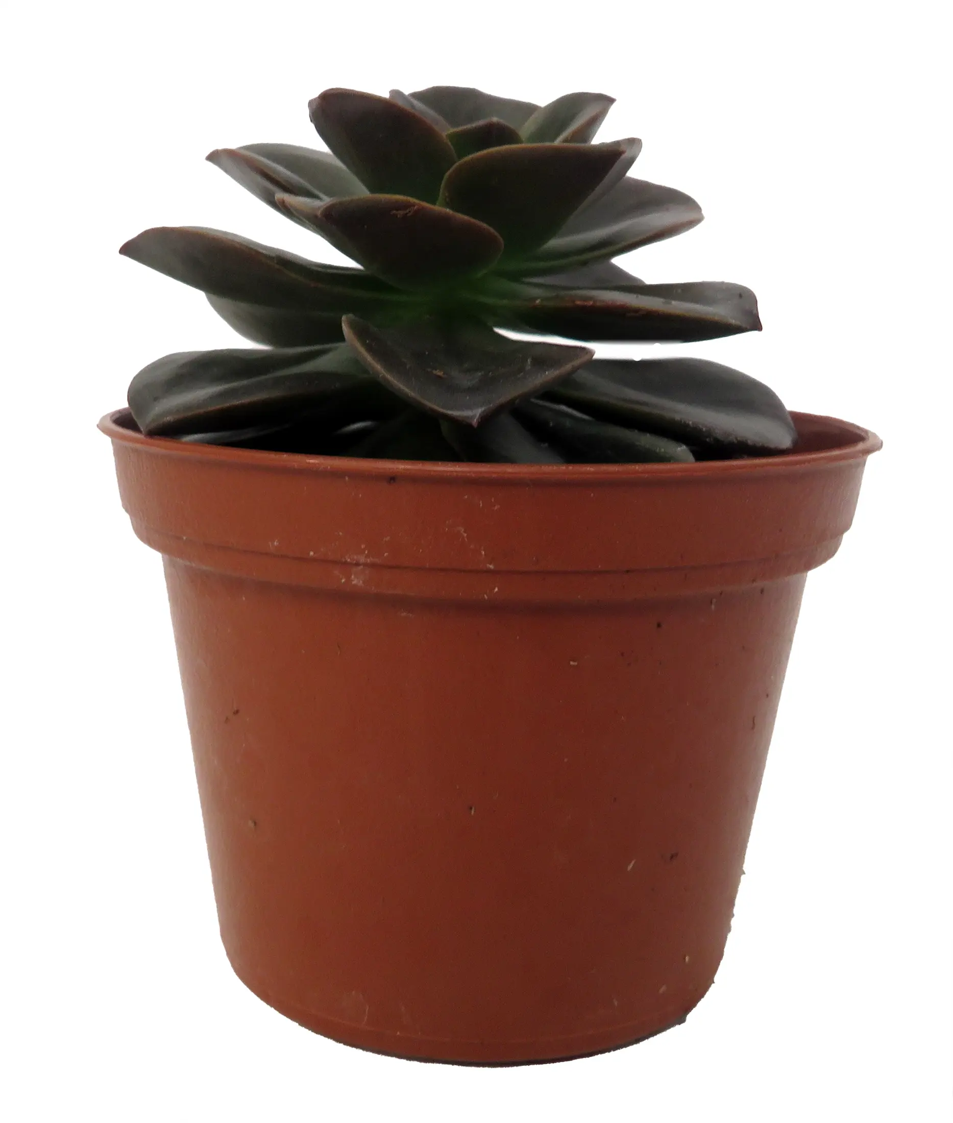 Burgundy Pearl Desert Rose Succulent - Echeveria- 2.5" Pot