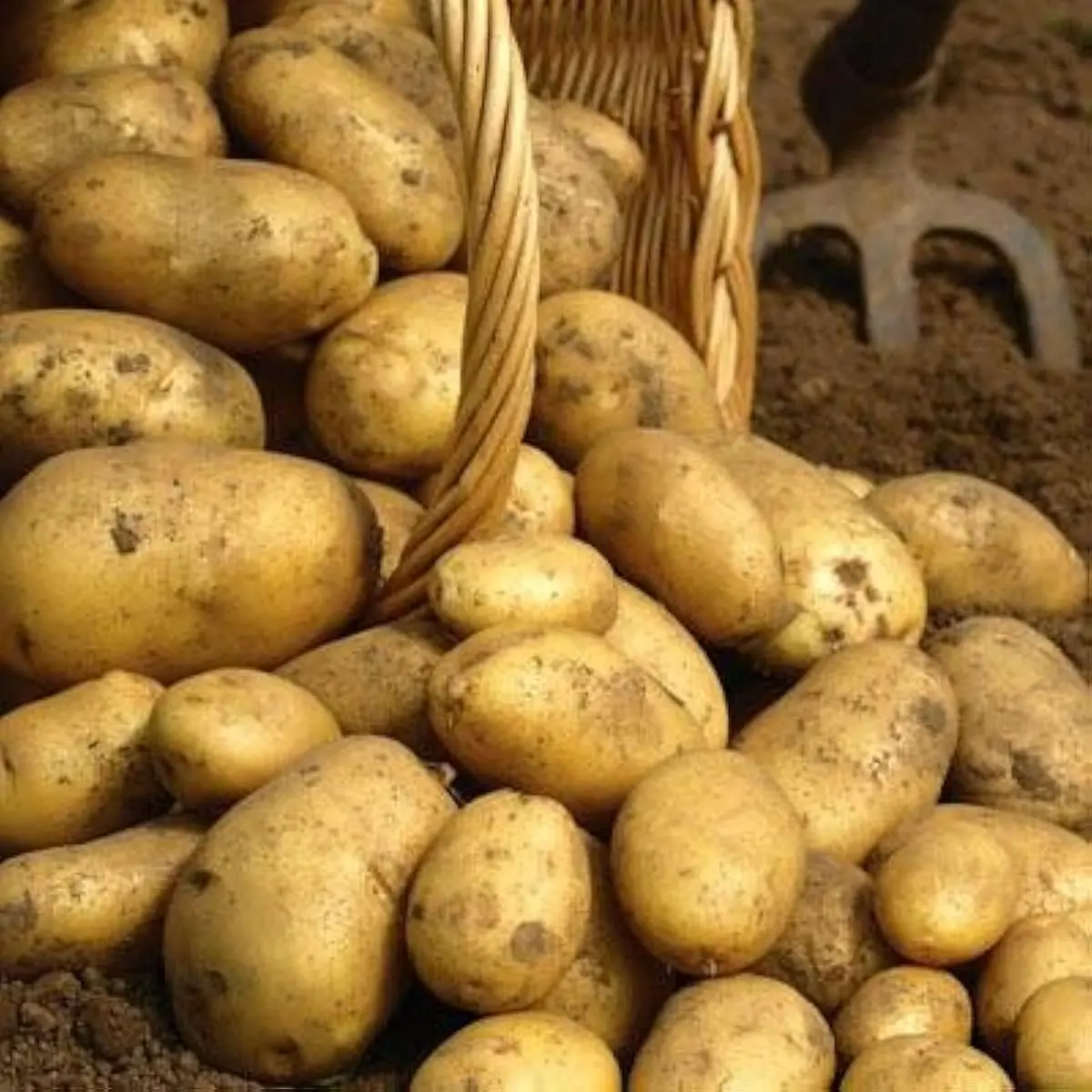 Kennebec Potatoes 200PCS Seeds- American Grown - Ready to Grow