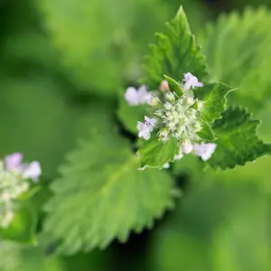 Catnip (Nepeta cataria) Organic Seeds – Aromatic Herb for Cats, Herbal Teas, and Medicinal Herb Gardens