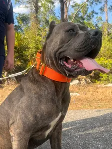 Premium  5 cm Heavy Duty Dog Collar for Large  Dogs -Cane Corso , Pitbull & Rottweiler