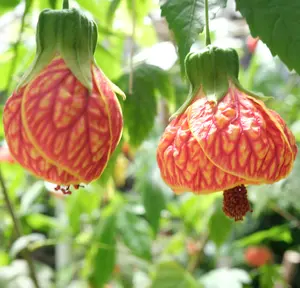 LIVE PLANT 1ft Abutilon Pictum Flowering Nabob Parlour Maple