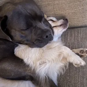 K.O.E. 16oz Concentrate - Kennel Odor Eliminator - Non-Enzymatic Formula, KOE, Apricot, Fresh, Original Scent, 16 oz Pint