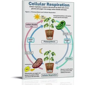 Plant Biology, Poster High School Science, Biology Educational, Classroom Poster Canvas Print Aesthetic Decor Bedroom Bathroom Preppy Dorm Home Posters Garage Decor 16x24inch(40x60cm) Frame-style