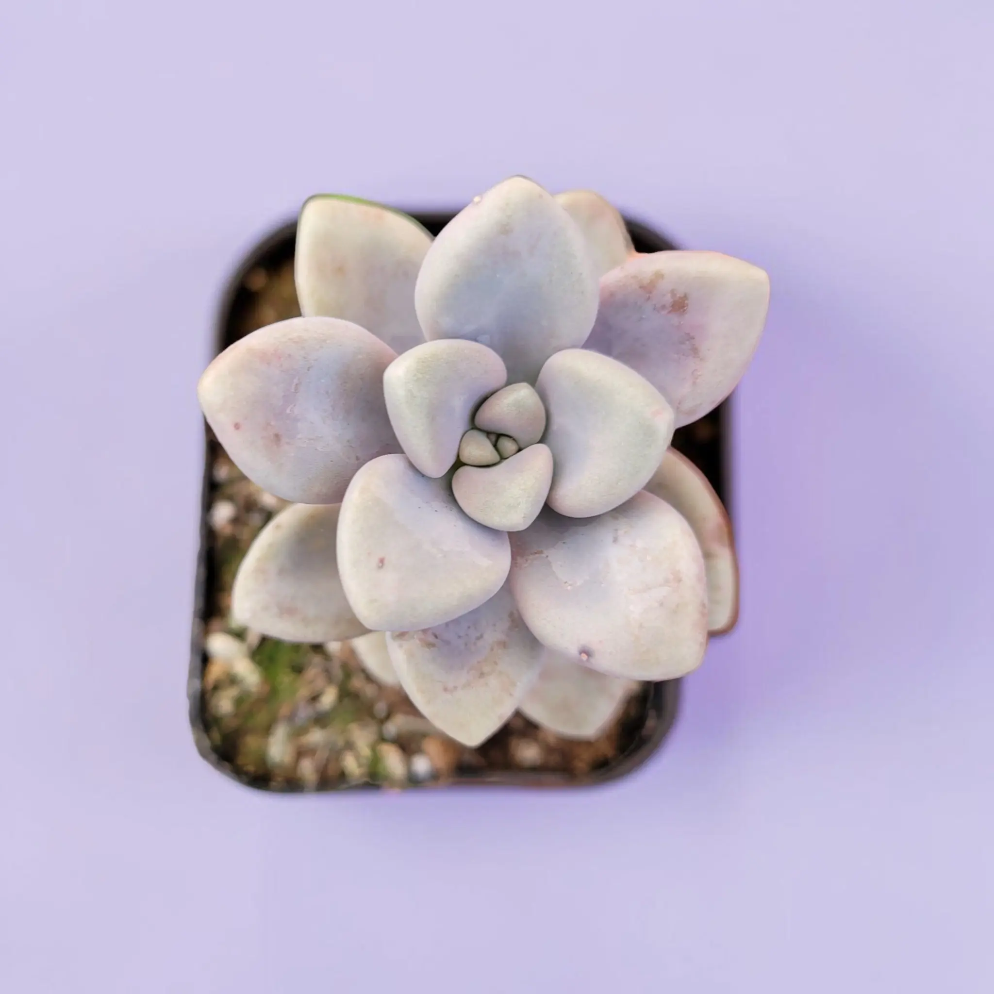 Graptopetalum Allen