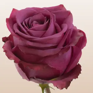 Blueberry Roses - Premium Ecuador Imported Ruffled Petals in Purple Dark Pink and Berry Colors 50cm Total Length Fresh Farm Direct Shipping