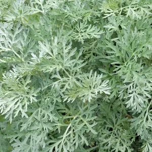 Artemisia Silver Mound | Two Live Perennial Plants | Non-GMO, Perfect Edging Plant, Tolerates Drought