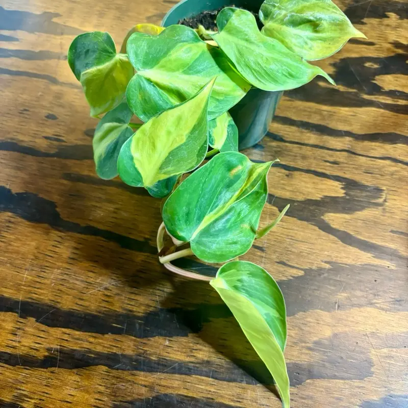 Philodendron Brazil - Vibrant Green Foliage Indoor Plant for Home Decor and Easy Care 4 inch pot