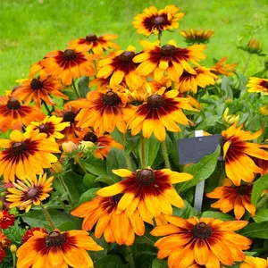 200 Pcs Black Eyed Susan Seeds for Planting - Perennial Yellow Flowers, Ideal for Garden & Wildflower Landscapes