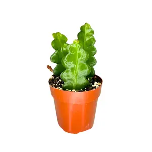 2.5" Fishbone Cactus – Ric Rac Cactus – Epiphyllum Anguliger – Live Plant