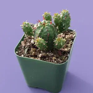 Euphorbia monstrose