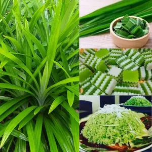 Pandan leaves Live Plant(lá Dứa) - Pandanus amaryllifolius live Plants 3" TO 6" Tall in pot