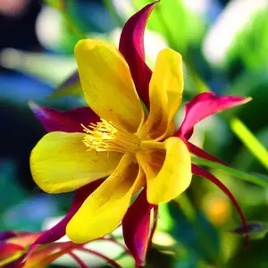 Columbine Mckana Seeds Giants Perennial Plant in Your Garden