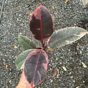 Ficus Ruby in a 2” Pot Live Houseplants