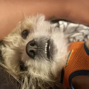 Roofus Dog Dental Finger Wipes | 60 Pack | Scented Tooth Cleaning | Remove Plaque & Freshens Breathe