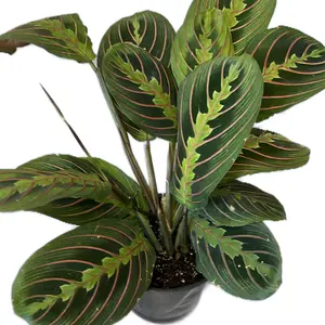 Maranta Lenaucora “Red Prayer”