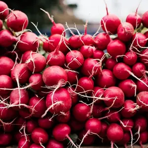 Radish Seeds