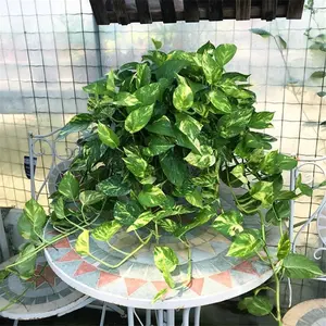 LZ02 Live Stream Exclusive Link  Long Variegated Golden Pothos in 6 Inch Pot | Gradient Leaf Patterns & Trailing Vines | Ideal for Plant Lovers & Hanging Decor