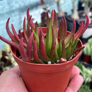 Crassula Nudicaulis “Devil’s Horn” | Unique Succulent Plant | 4” Pot