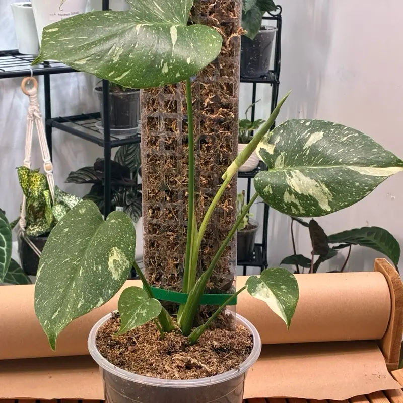 Monstera Thai Constellation Live Indoor Plant, Low-Maintenance Tropical Houseplant for Home Decor