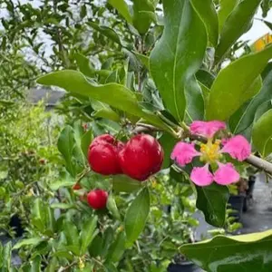 Barbados Cherry Trees, 2-3 ft Tall, 3-Gal Potted Trees