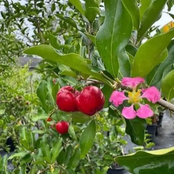 Barbados Cherry Trees, 2-3 ft Tall, 3-Gal Potted Trees