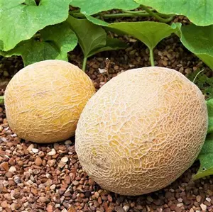 TomorrowSeeds - Honey Rock Cantaloupe Seeds -  Cucumis Melo Orange Muskmelon Sweet Melon Canteloupe Garden Fruit Seeds For 2024 Season