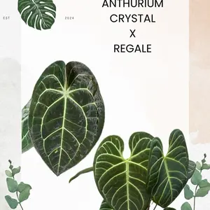 Anthurium Crystal x Regale Seedling
