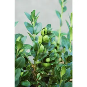 Bergamot & Boxwood - Premium Fragrance Oil