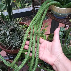 RED DRAGON Huernia Shneideriana succulent stapilia 3 rooted Plants as pic stapelia garden harvest