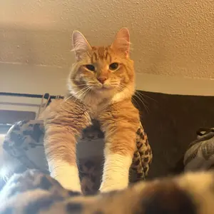 HOOMIC 73-Inch Fan-Shaped Corner Cat Tree, Space-Saving Multi-Level Tower with Cozy Condos, Perches, Baskets & Sisal Scratching Posts – Indoor Cat Activity Center