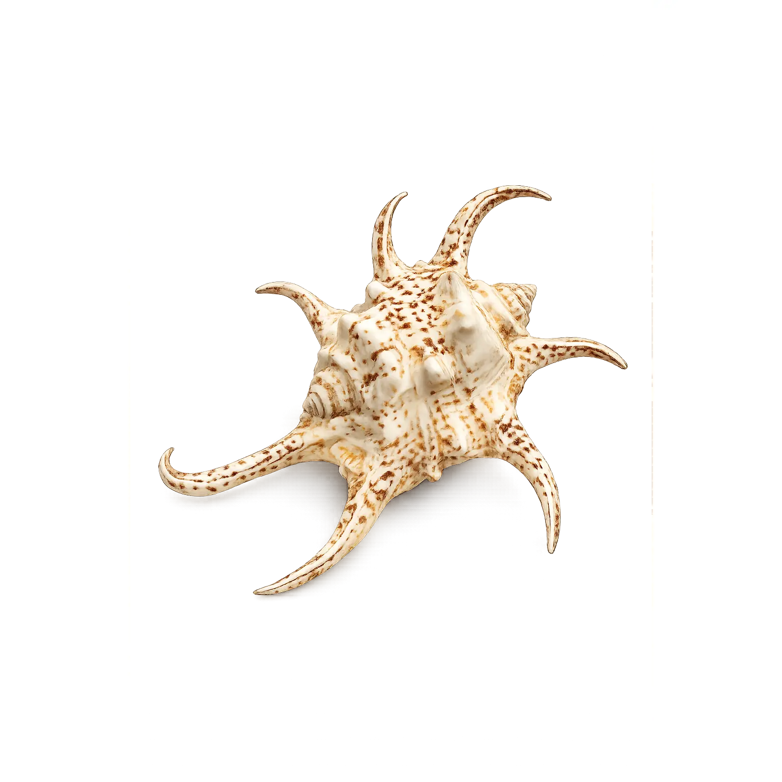 Spider Conch Shells – Sunburst Spire Natural Display Shells