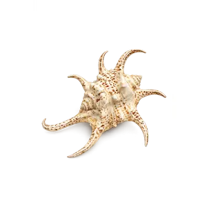 Spider Conch Shells – Sunburst Spire Natural Display Shells