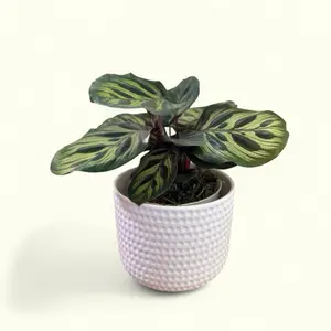Peacock Plant 4 inch Calathea makoyana Vibrant Patterned Foliage Dark Green Feather-like Markings on Top & Deep Purple Undersides Non-toxic Pet-friendly Tropical Houseplant