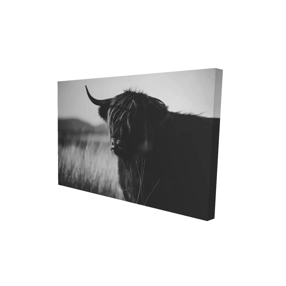 Begin Home Decor 2080-2436-PH2 24 x 36 in. Monochrome White Highland Cow Canvas - Farm Animal Home Decor