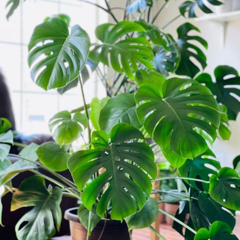 Swiss Cheese Monstera Plants Live Indoors, Swiss Cheese Plants Live for Gardening, Live Monstera Wide Leaf Plant
