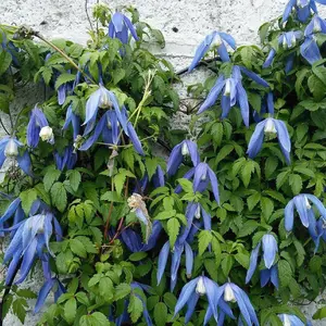 Clematis 'Blue Dancer'- 2.5' POT Starter Plant, perennial climber , FLOWERING VINE