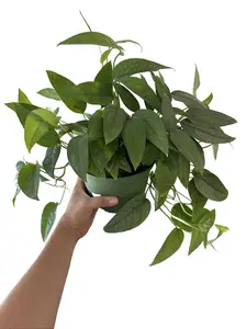 Pothos Cebu Blue 6” Potted Live Plant - Epipremnum Pinnatum - Rare Exotic Houseplant - Silvery Blue Foliage - Tropical Gift - Unique Indoor Plant - Vining Greenery - Metallic Sheen - Low Maintenance - Trailing Vine