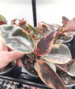 Ficus Belize Starter Plant Live Houseplant in Clear 4in Pot Variegated Rubber Tree Indoor Tropical Plant Rare Ficus Elastica Belize Pink Ficus Collector Plant Exotic Indoor Houseplant Beginner Friendly