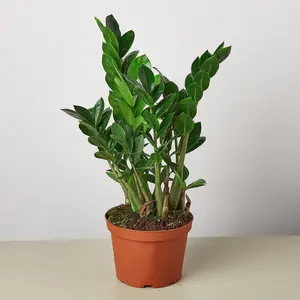 Zamioculcas Zamiifolia 'ZZ' 3" Pot