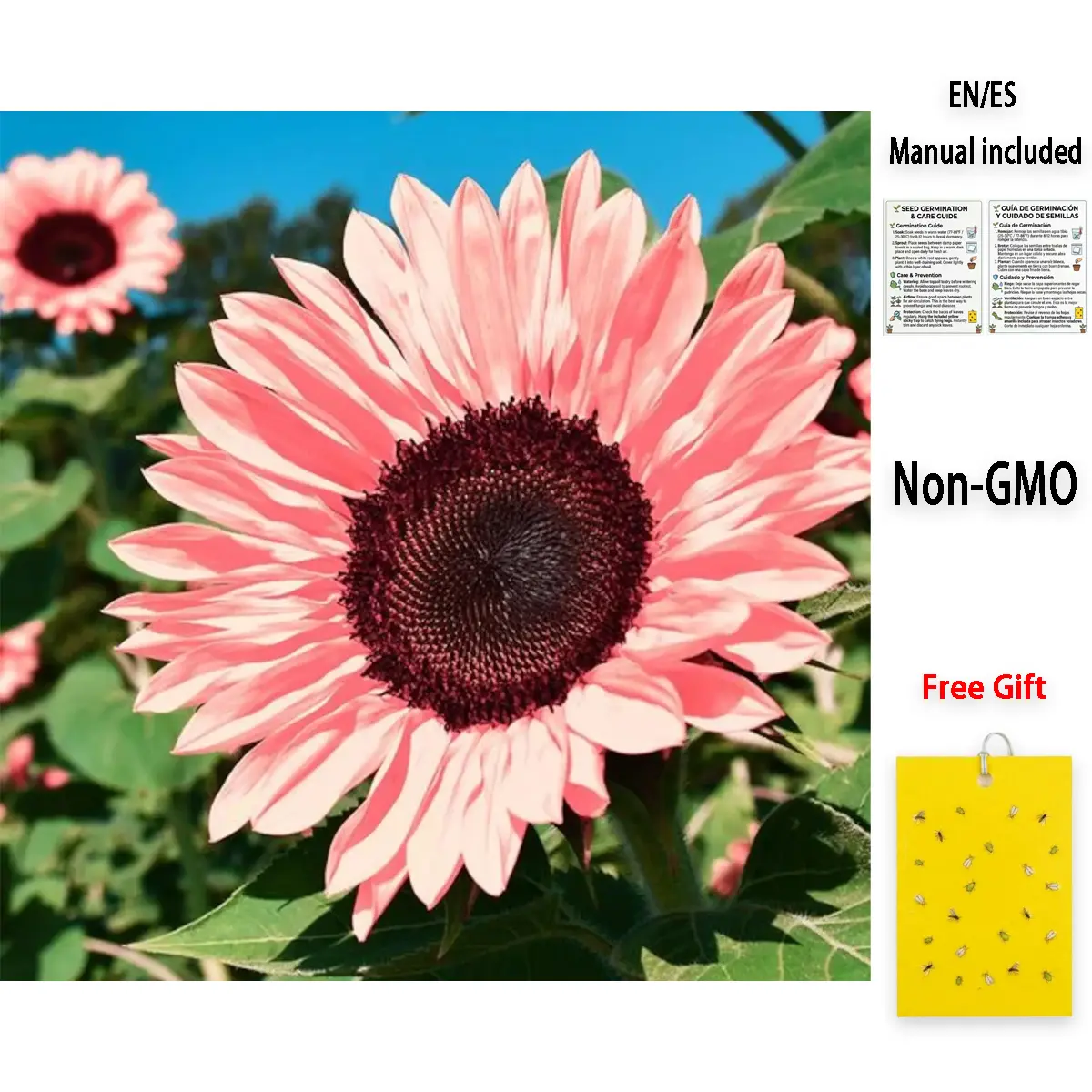 100 pcs Non-GMO Pink Sunflower Seeds for Planting - High Germination Rate - Heirloom Flower Variety for Your Beautiful Garden Planting Instructions for Easy Grow - Great Gardening Gifts