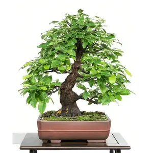 2pcs-002 Live Dwarf Australian Weeping Willow Bonsai Tree - Fast Growing, Indoor/outdoor Thick Trunk Start 2pcs/pack