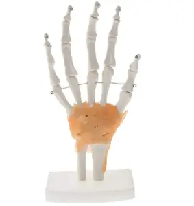 Educational Model: Life-Size Hand Joint with Ligaments