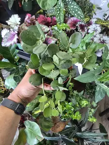 Silver Dollar Succulent Xerosicyos danguyi Madagascar Cucumber Family Drought-Tolerant Low-Maintenance Plant for Indoor Outdoor Spaces