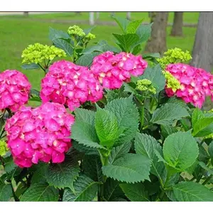 Glowing Embers Pink Mophead Hydrangea