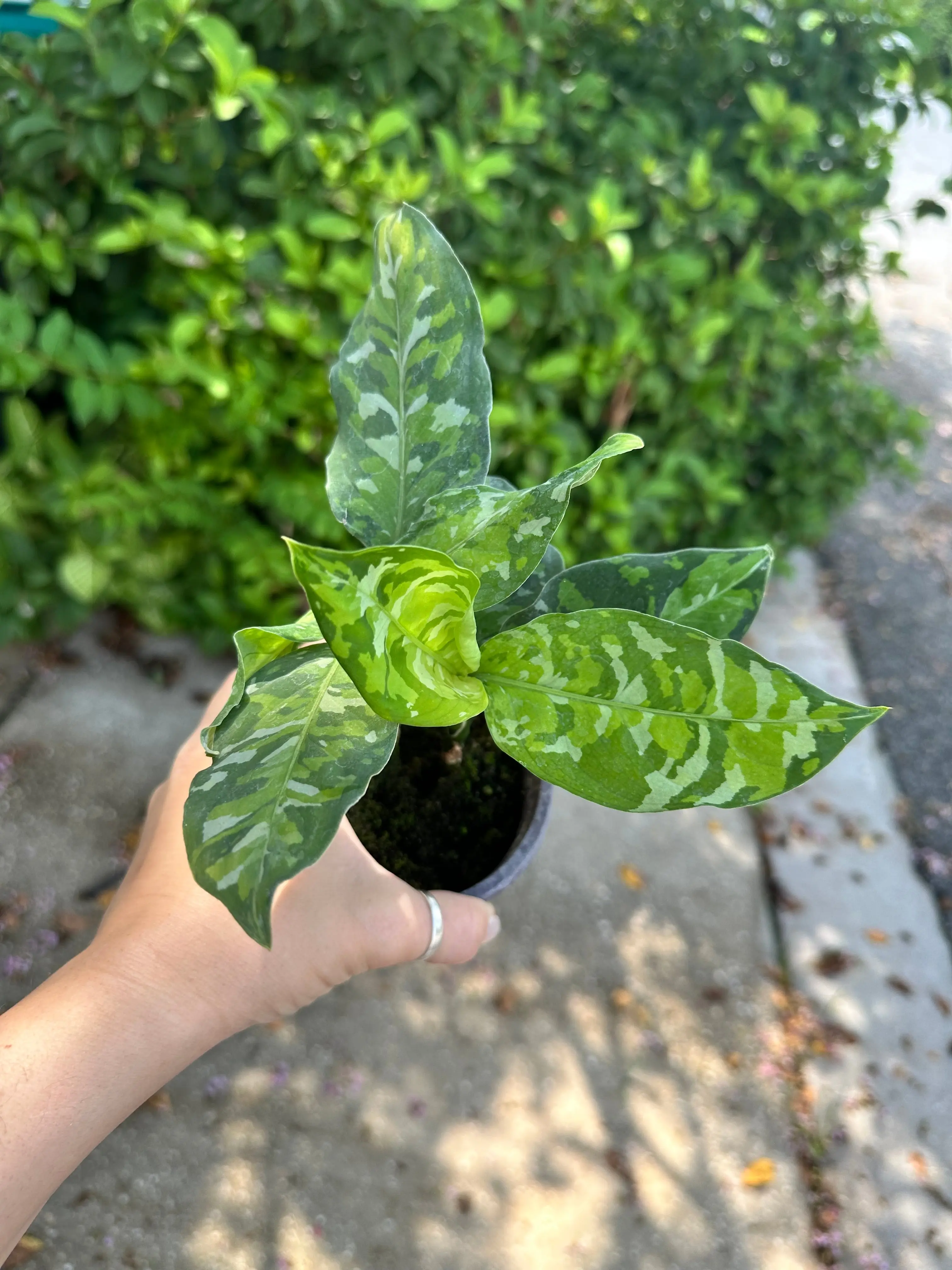 Aglaonema pictum tricolor - 4" pot